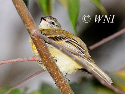 Phyllomyias fasciatus (Planalto Tyrannulet)